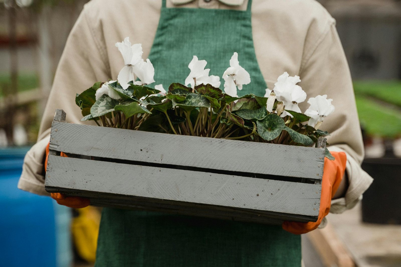 A gardener in a green apron holding a wooden crate of white cyclamen flowers.