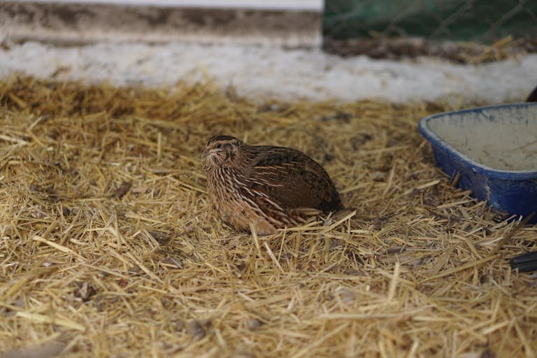 Close-up of a brown quail sitting on straw inside an enclosure, showcasing its natural habitat.