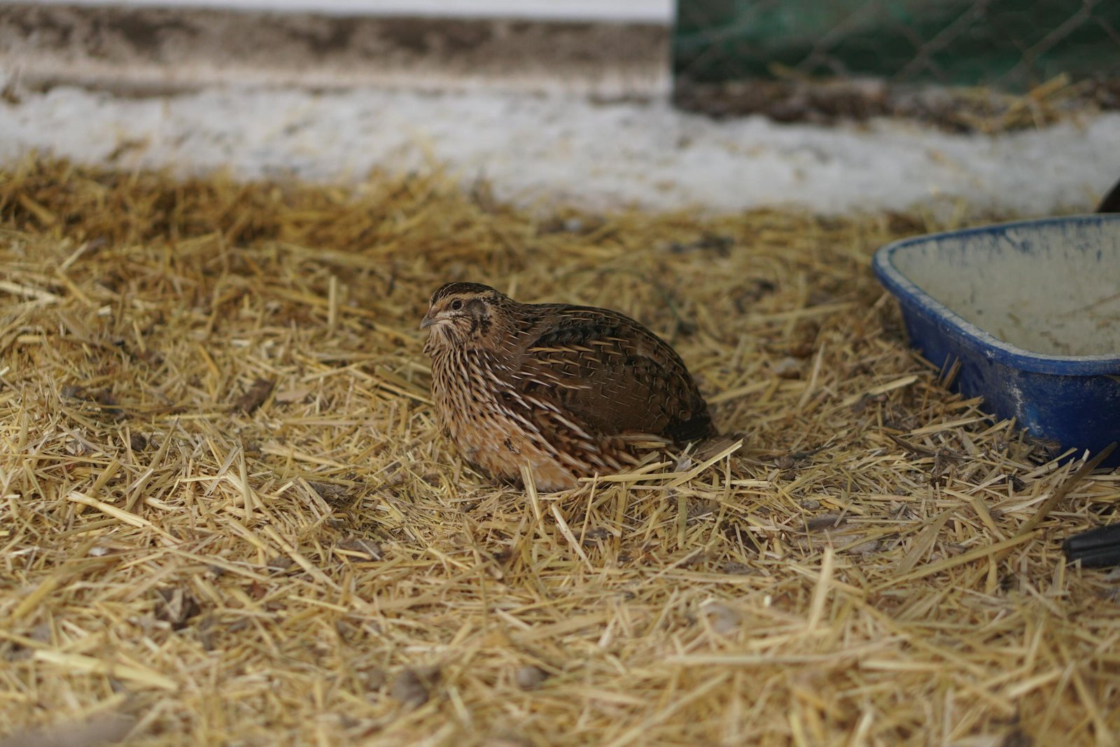 Close-up of a brown quail sitting on straw inside an enclosure, showcasing its natural habitat.