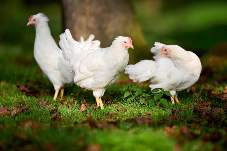 Three white hens pecking on grass in a sunlit autumn garden, surrounded by fallen leaves.