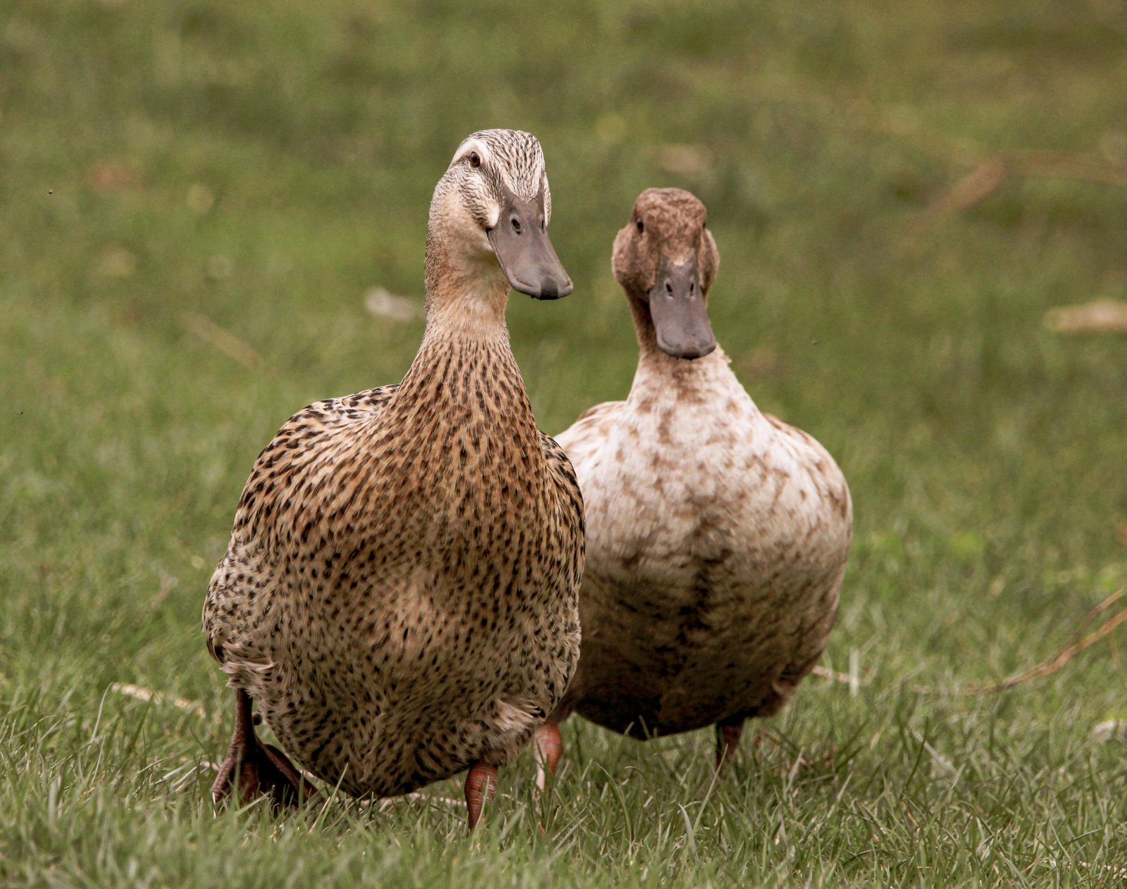 Two domestic ducks strolling through lush grass in a natural setting.