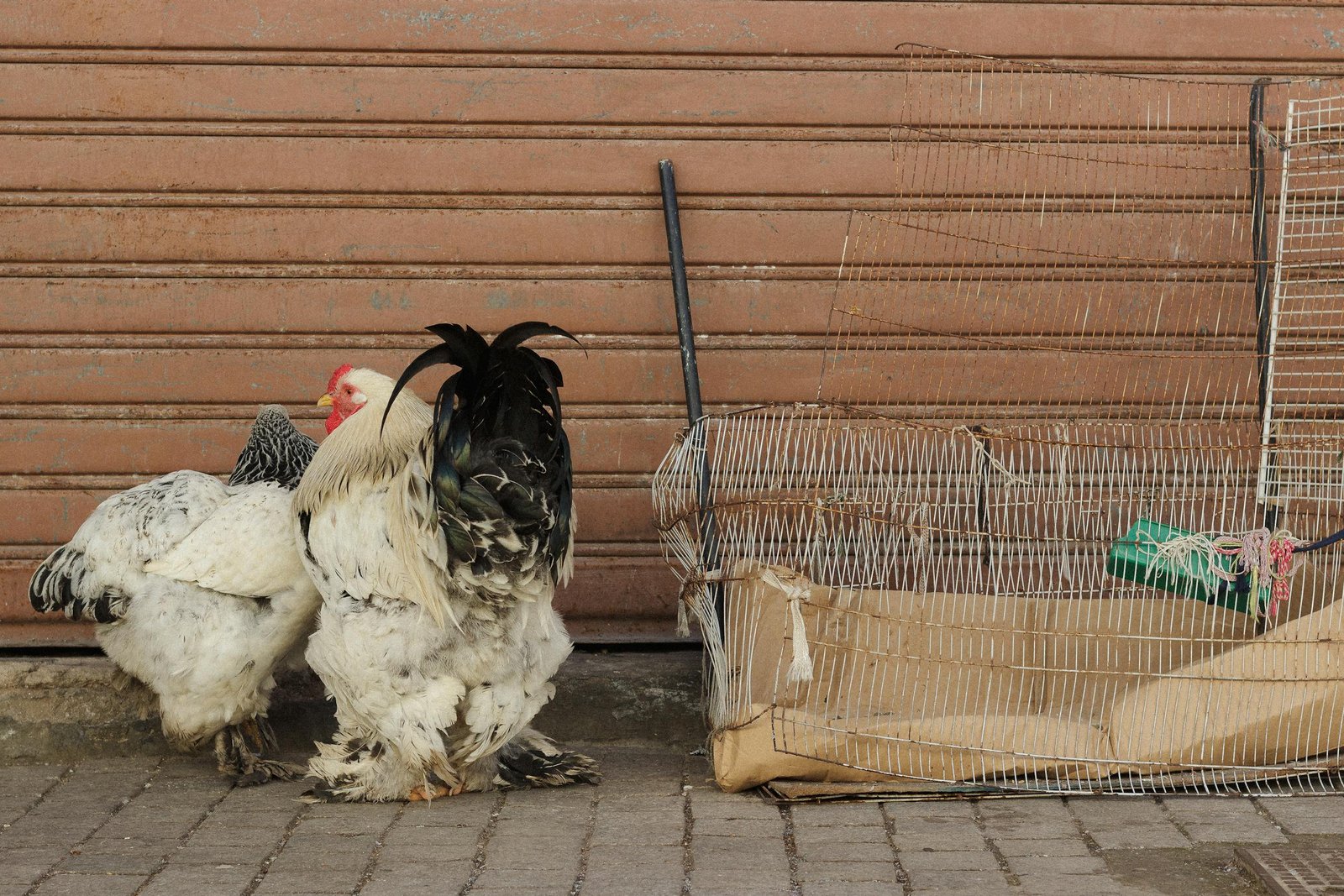 Two large chickens standing near a rusty wire cage against a brown backdrop.