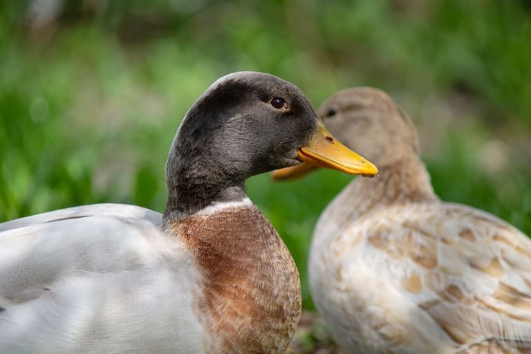 Two ducks resting in a lush green environment, capturing nature's serene beauty.